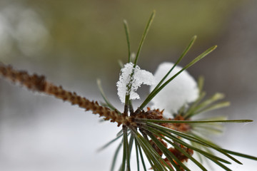 pine branch in the snow