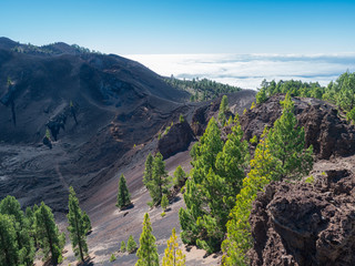 Volcanic landscape with lush green pine trees, colorful volcanoes and lava crater Deseada along path Ruta de los Volcanes, hiking trail at La Palma island, Canary Islands, Spain, Blue sky background © Kristyna