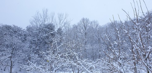 snow covered trees