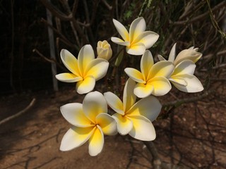 Fototapeta na wymiar frangipani flower on a background