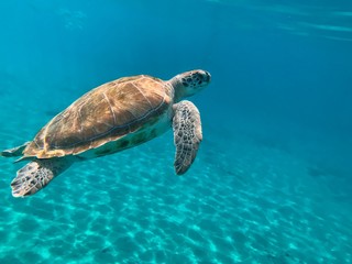 Obraz premium Curacao – Sea Turtle at Playa Piskado