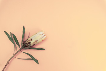 Protea flower on peach background, minimal concept, copy space.