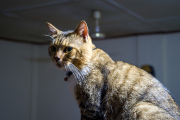 A domestic short-haired cat of mixed ancestry, photographed in different poses.