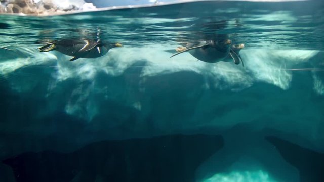 4k underwater video of pengiuns swimming in cold water near iceberg