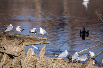 Group of Seagulls (Larus Argentatus) perched on a wooden sunken shipwreck with water in the...