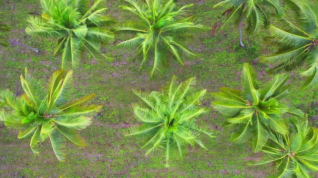 Top view of coconut plantation in Thailand 