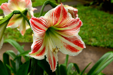 Closeup of a beautiful tropical flower in Bali