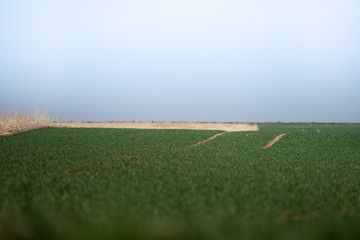 A green meadow in the foreground, the rest of the grain next to it