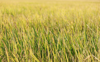 Rice plant in rice field background concept.