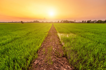 Beautiful green field cornfield or corn in Asia country agriculture harvest with sunset sky background.