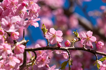 佐久間ダム親水公園の河津桜　千葉県安房郡鋸南町　日本