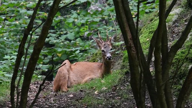 European roe deer (Capreolus capreolus) male / buck / roebuck resting in brushwood in summer