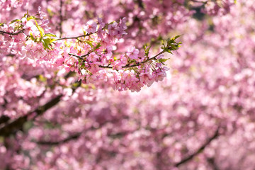 佐久間ダム親水公園の河津桜　千葉県安房郡鋸南町　日本