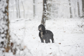 Dog in a Winter Forest with Snow.