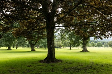 A tree in a country park near Balloch Castle in Scotland where people can admire view and relax