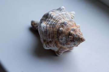 sea shell isolated on white background