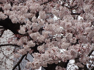 Cherry blossom in Nagoya, Japan