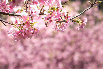 佐久間ダム親水公園の河津桜　千葉県安房郡鋸南町　日本