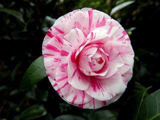 meravigliosa corolla di camelia screziata di rosa e di bianco nel giardino