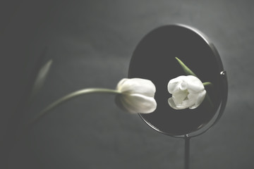 white tulip looking at itself in the mirror