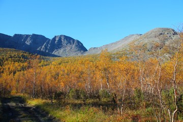 autumn forest in Khibiny Mountains