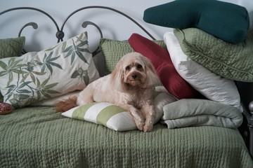 cavapoo relaxing on her daybed