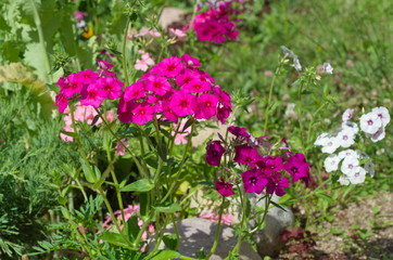 Fototapeta na wymiar Flowering annual Phlox on a flower bed in the garden