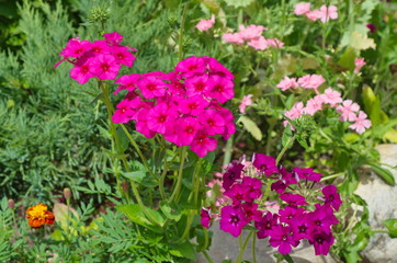 Fototapeta premium Annual Phlox bloom on a flower bed in the garden