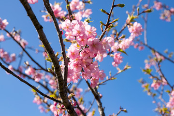 佐久間ダム親水公園の河津桜　千葉県安房郡鋸南町　日本