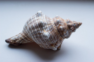 sea shell isolated on white background