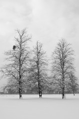 Beech trees in snow, Home Park, Surrey, UK