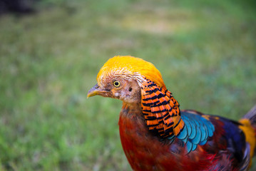 Golden pheasant or Chinese pheasant,(Chrysolophus pictus), Kew Royal Botanic Gardens, London, UK