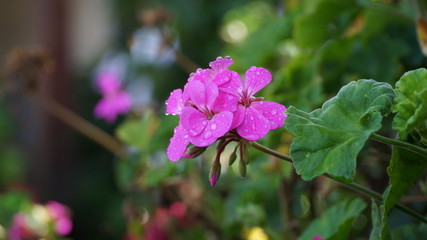 pink flowers in garden