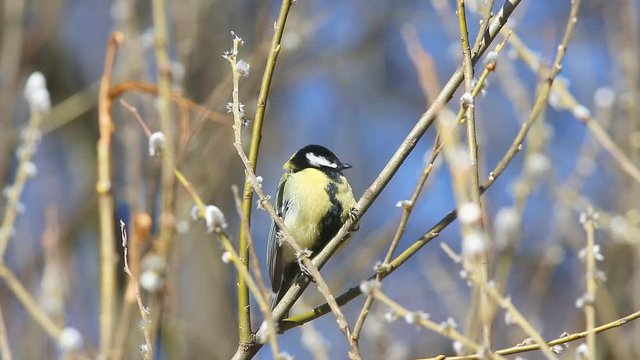 Bird Great Tit  (Parus major) sits on a branch in the rays of the spring sun in early spring