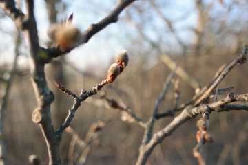 beautiful pussy willow blooming 