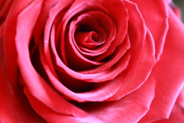 Au cœur d'une rose rouge