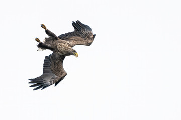 white tailed eagle (Haliaeetus albicilla) flies above the water of the oder delta in Poland, europe. Writing space.