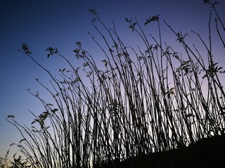 grass and night sky