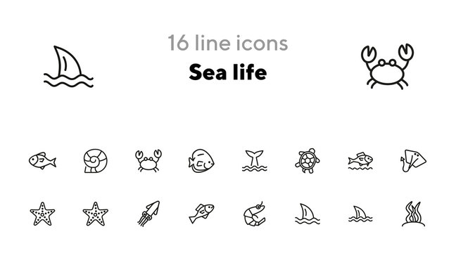 Sea life line icon set. Turtle, shark, squid. Nature concept. Can be used for topics like diving, aquarium, ocean