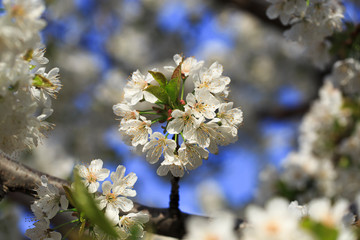 blooming fruit tree in the garden