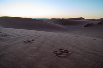 Fototapeta na wymiar Paws prints in the desert
