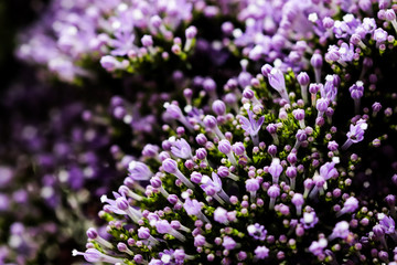 Obraz premium Elegant macro closeup of tiny Syringa flower also known as Lilac.