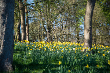 Daffodils in Cannizaro Park, Wimbledon, London, UK