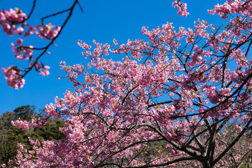 佐久間ダム親水公園の河津桜　千葉県安房郡鋸南町　日本