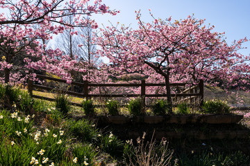 Fototapeta premium 佐久間ダム親水公園の河津桜 千葉県安房郡鋸南町 日本