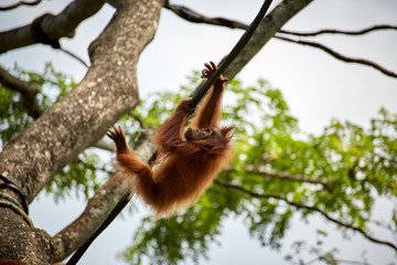 Orang Utan monkey in the forrest