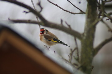 Stieglitz, Distelfink