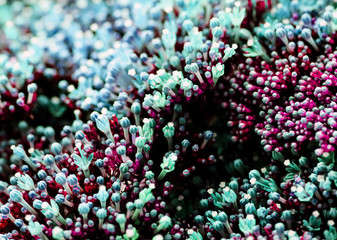 Elegant macro closeup of tiny Syringa flower also known as Lilac.