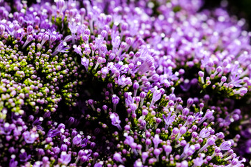 Obraz premium Elegant macro closeup of tiny Syringa flower also known as Lilac.