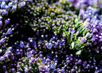 Obraz premium Elegant macro closeup of tiny Syringa flower also known as Lilac.